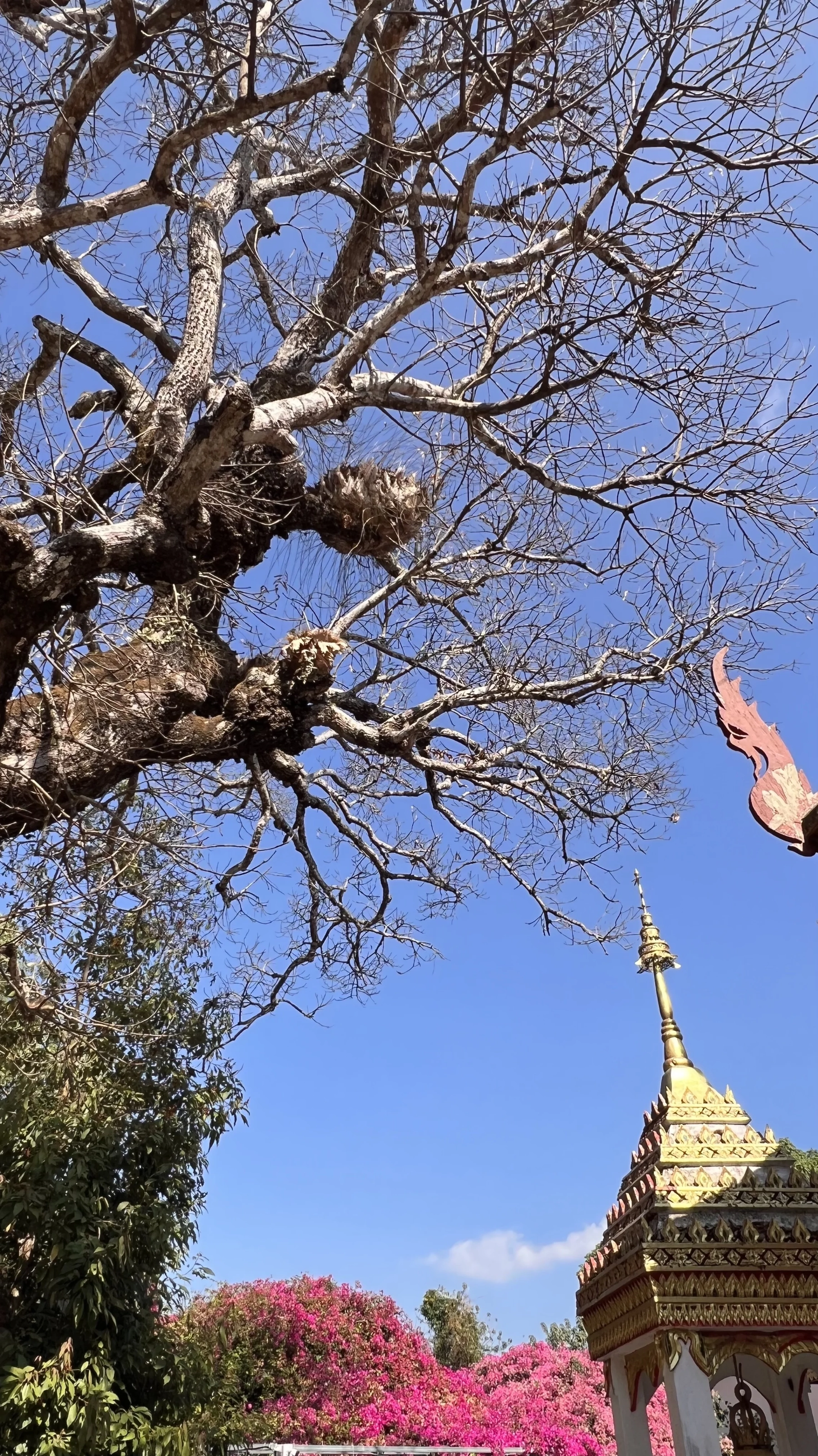 แกลเลอรีวัดพระธาตุดอยสุเทพ 19
